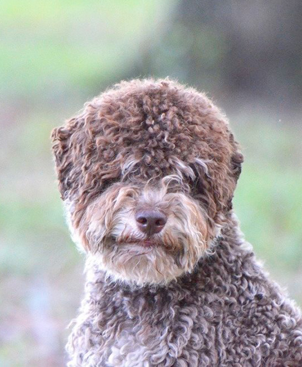 Ancient City Lagottos & Spanish Water Dogs